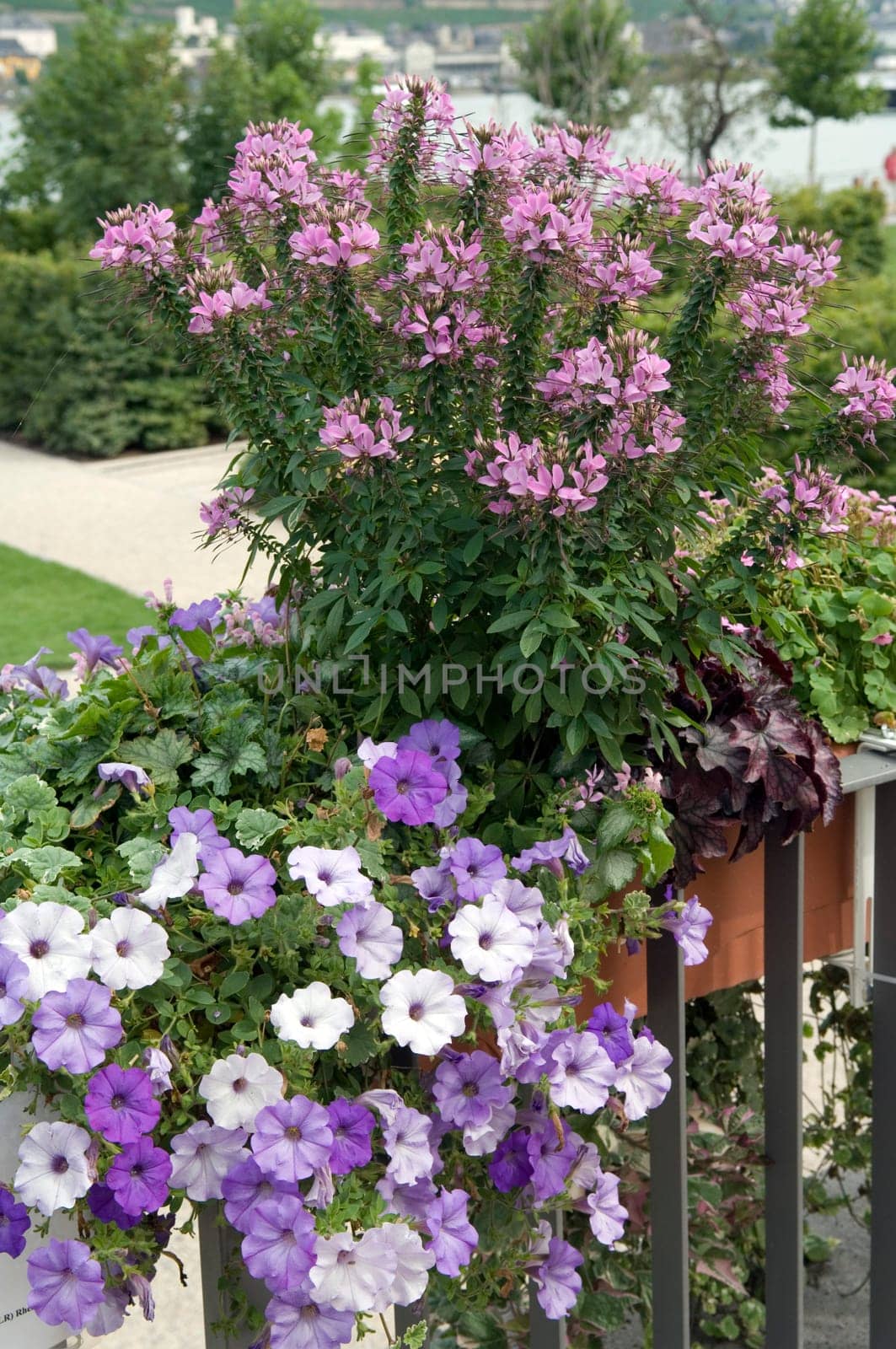 Spinnenblume  Senorita Rosalita, Petunie  Surfina  Bordeaux  Petunia