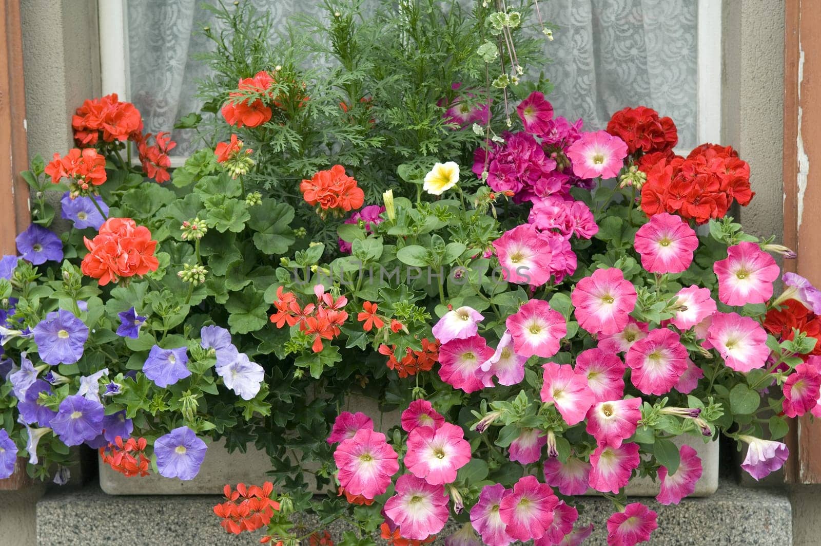 Balkonblumen, Surfina, Geranien