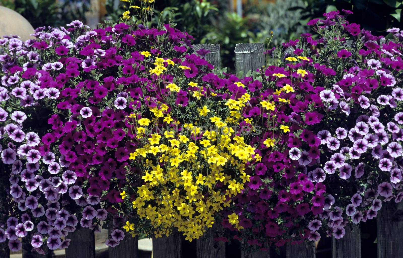 Balkonblumen, Blumen im Kasten, Petunie, Surfina, Bidens, Balkonblumen