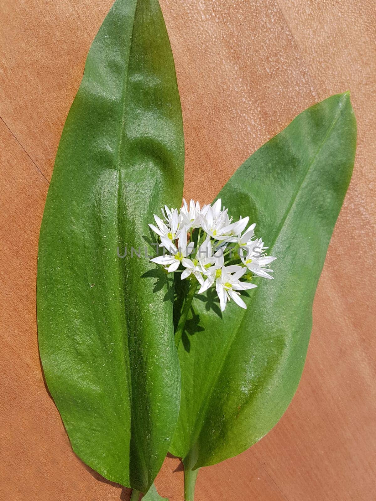 Baerlauch, Allium, ursinum