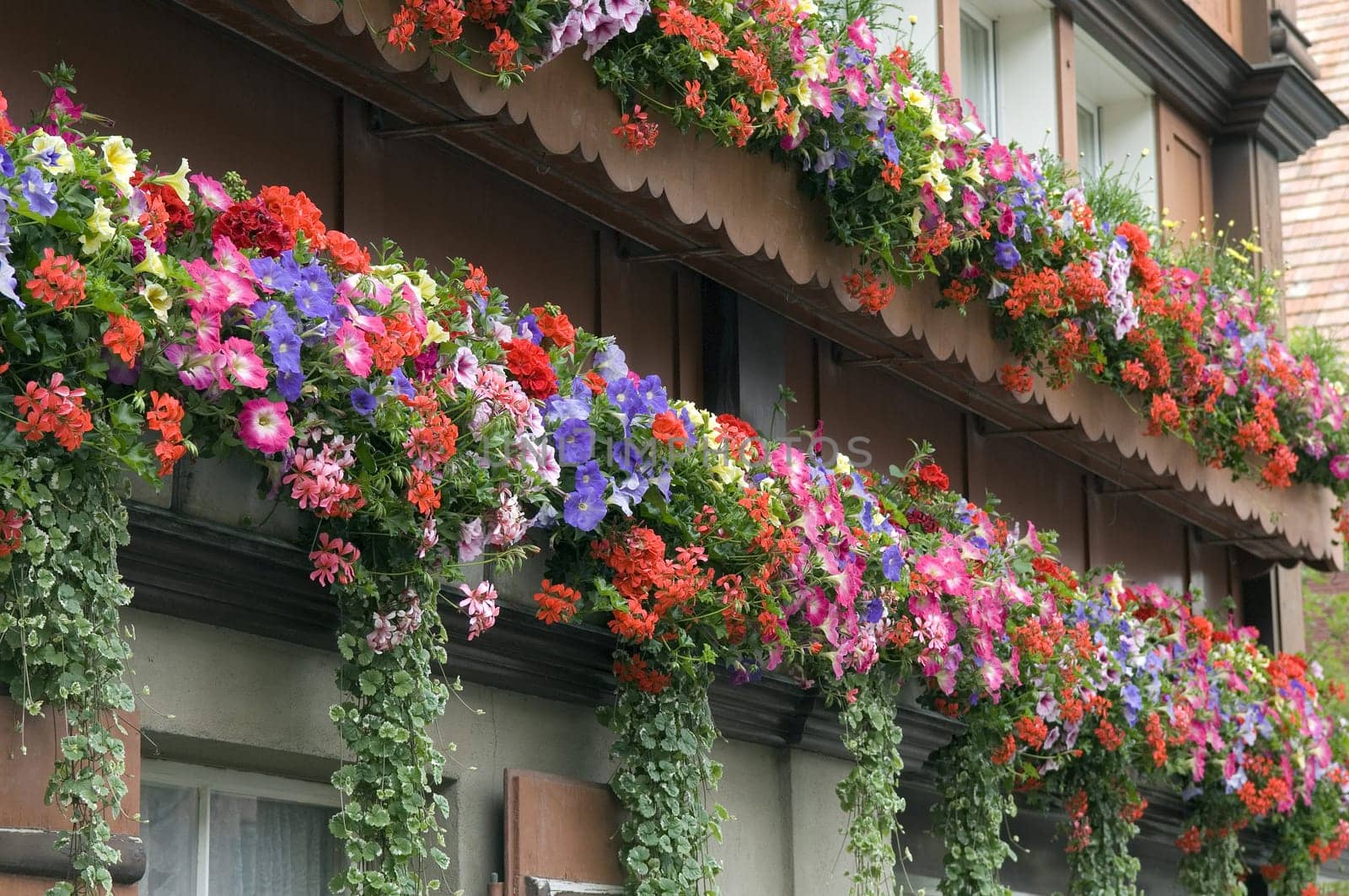 Balkonblumen, Surfina, Geranien