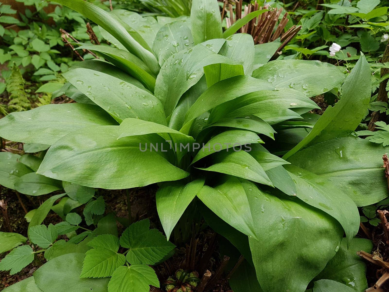 Baerlauch  Allium  ursinum
