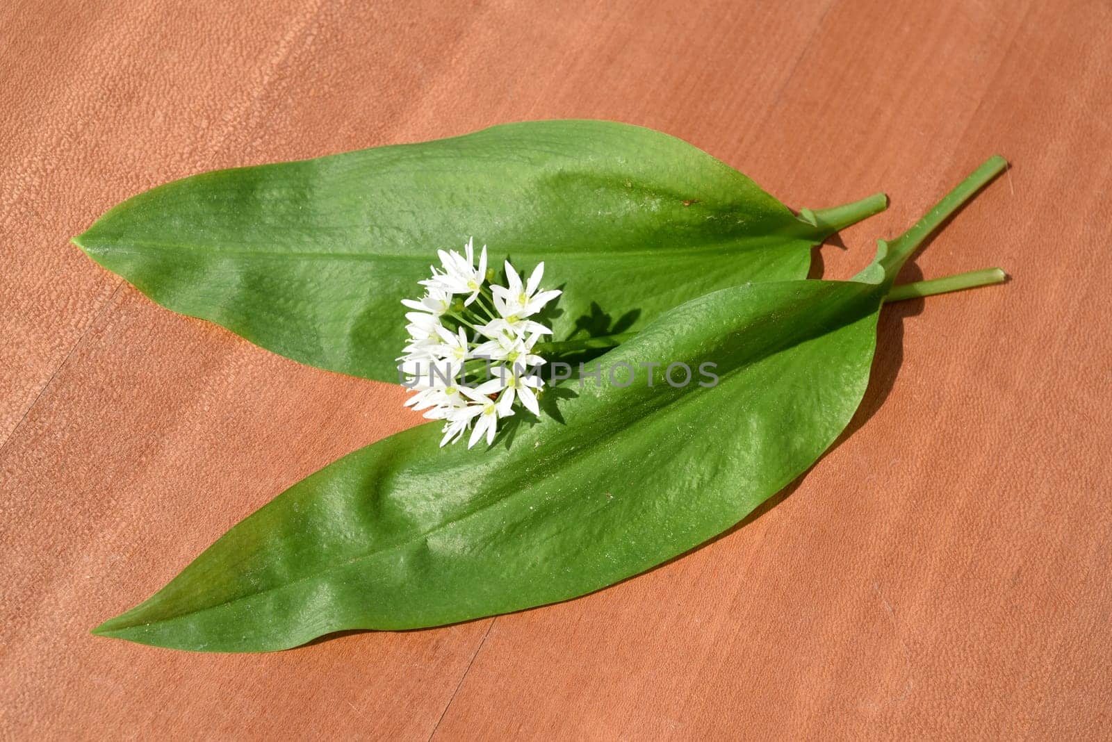 Baerlauch, Allium, ursinum