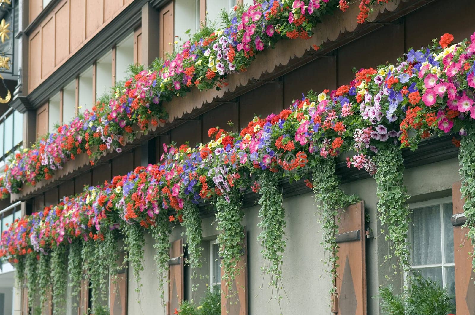Balkonblumen, Surfina, Geranien