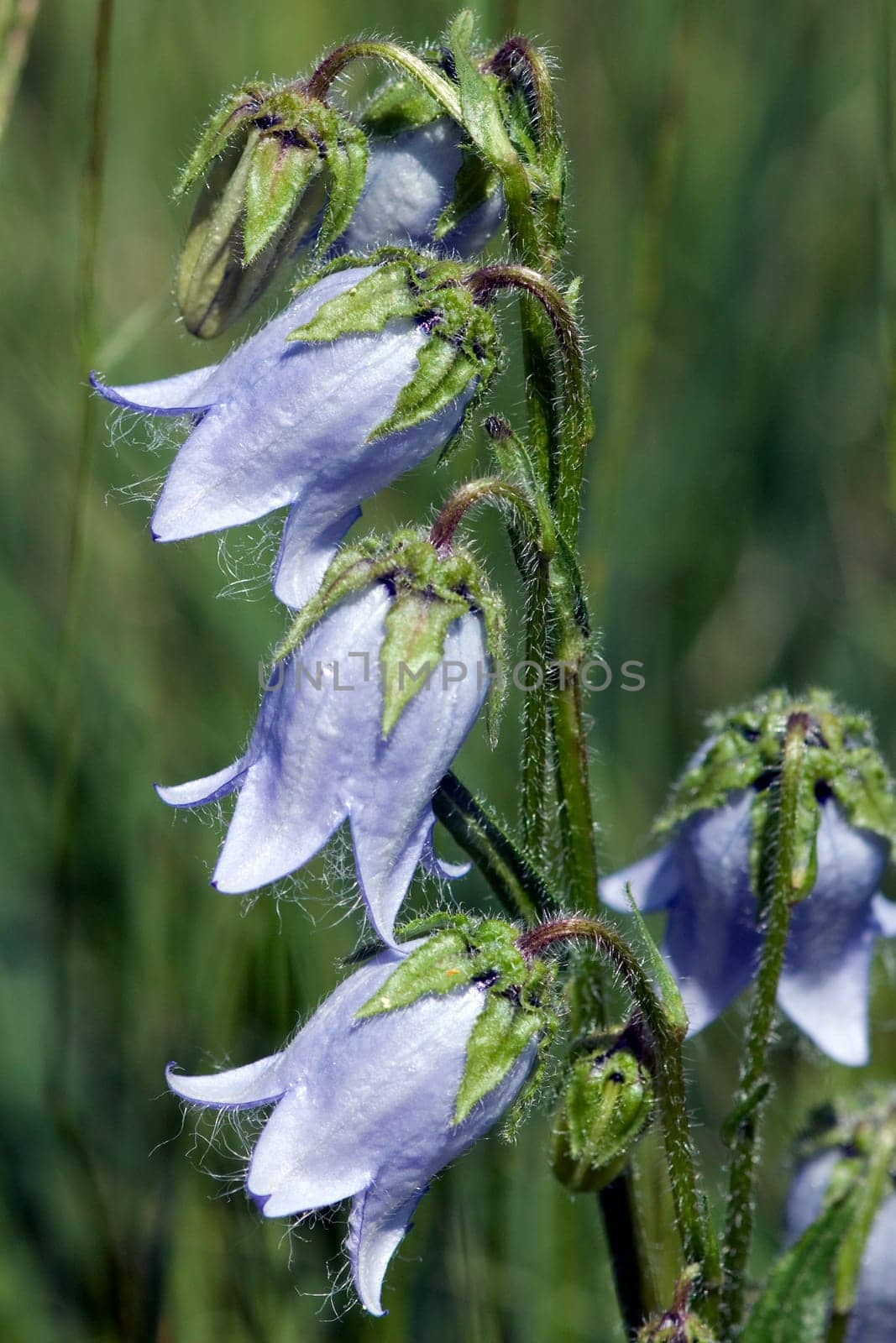 Baertige Glockenblume  Campanula barbata