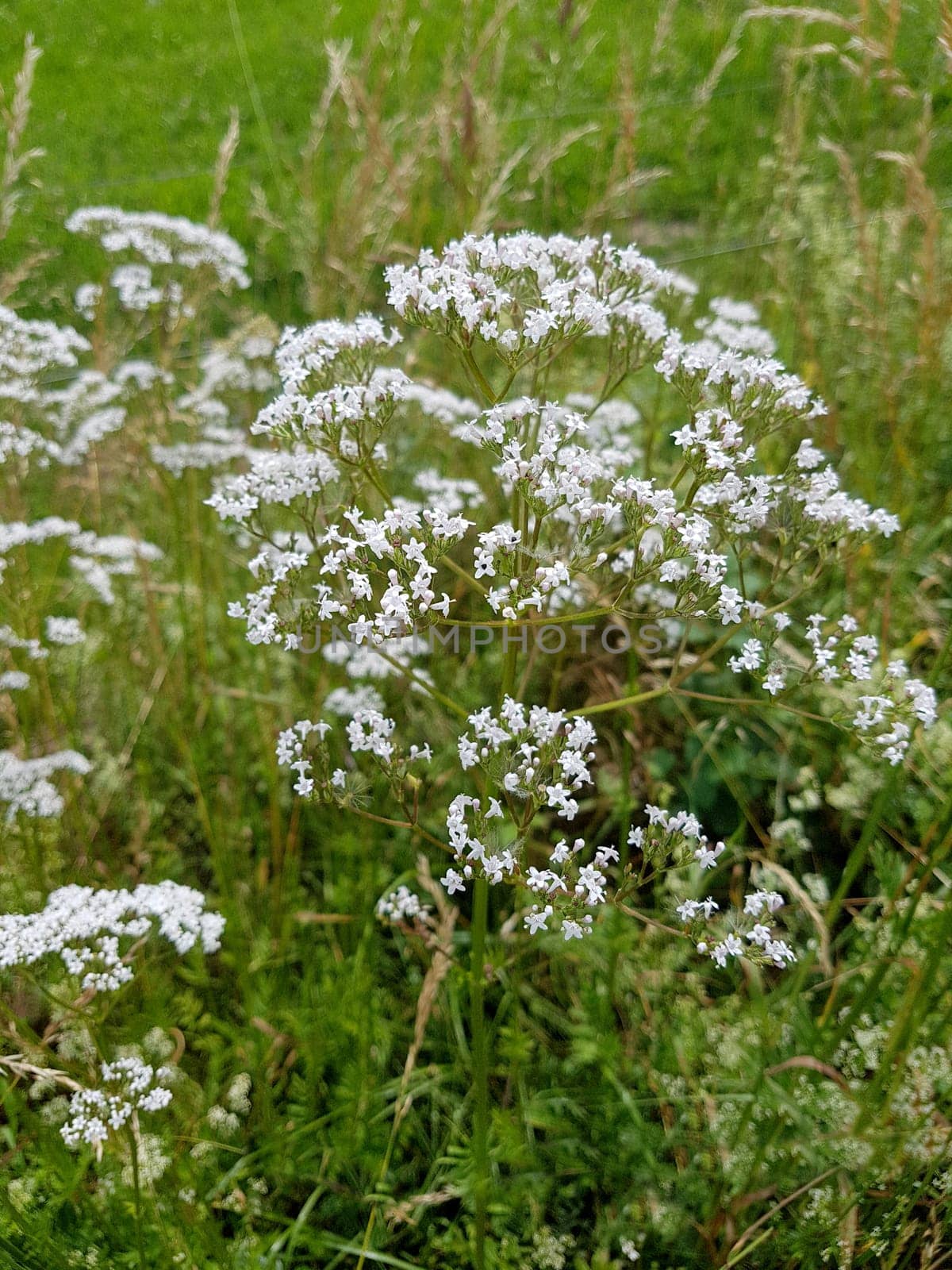 Baldrian, Baldrianbluete, Valeriana, officinalis