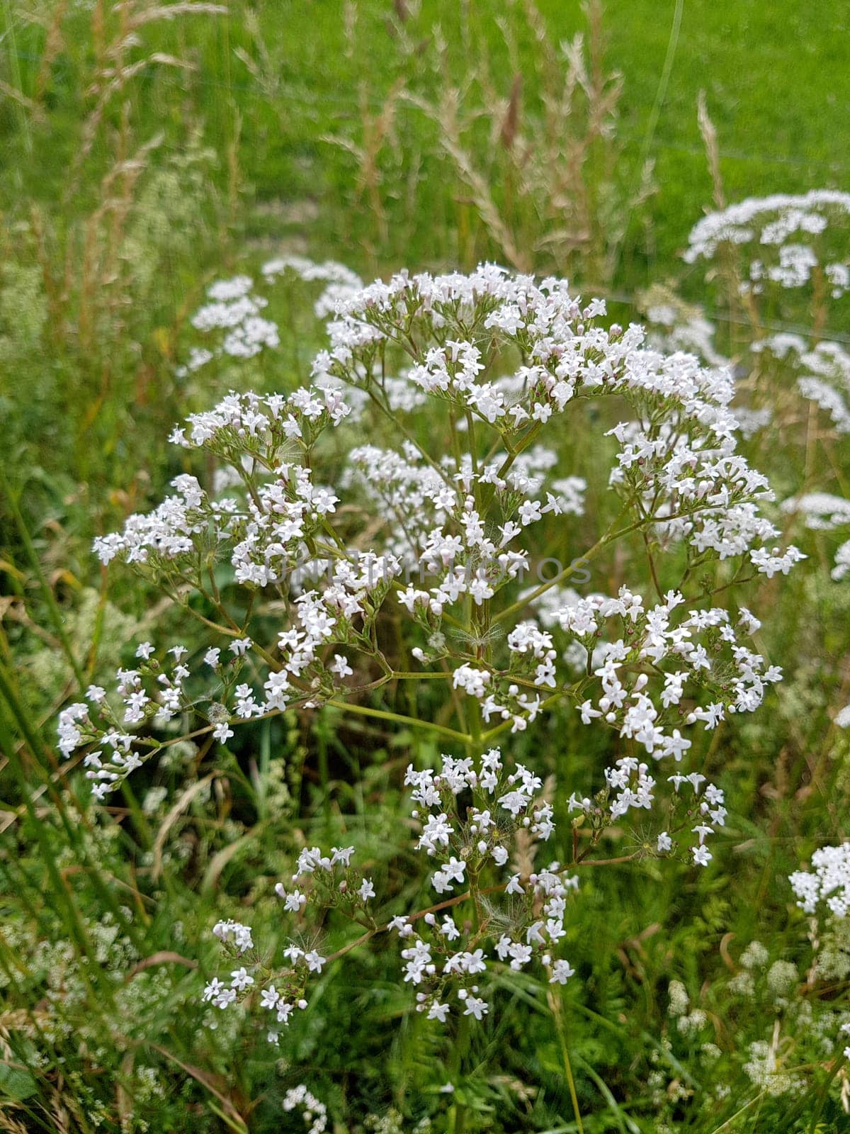 Baldrian, Baldrianbluete, Valeriana, officinalis