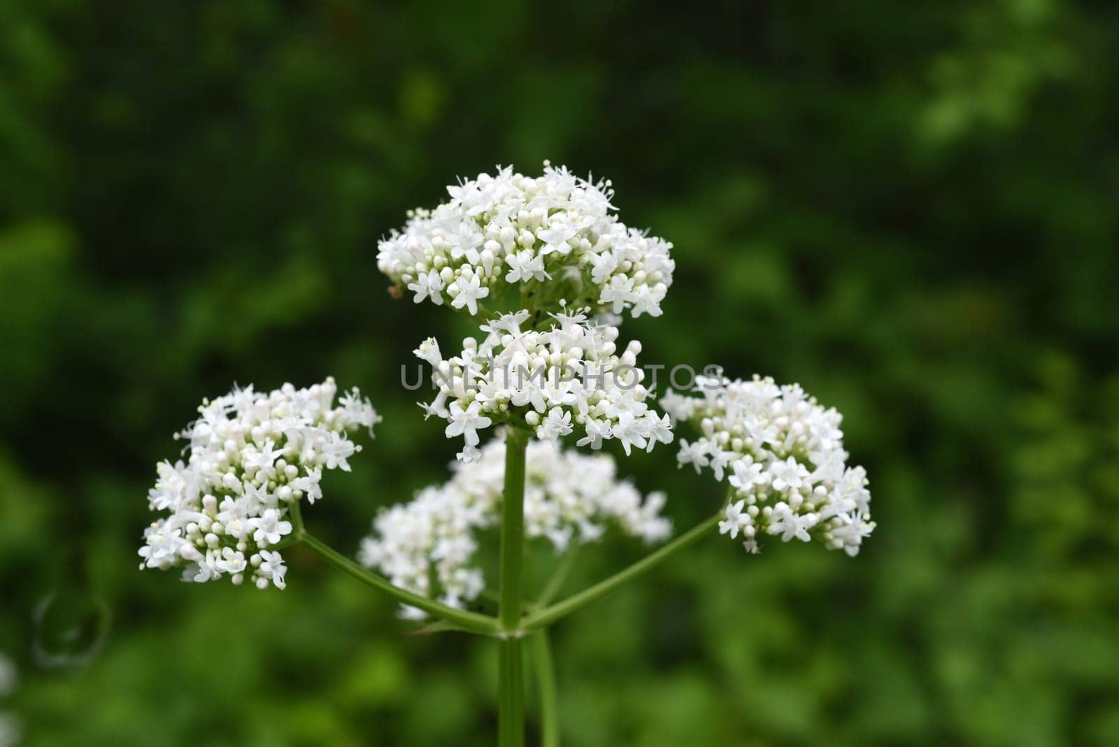 Baldrian, Baldrianbluete, Valeriana, officinalis