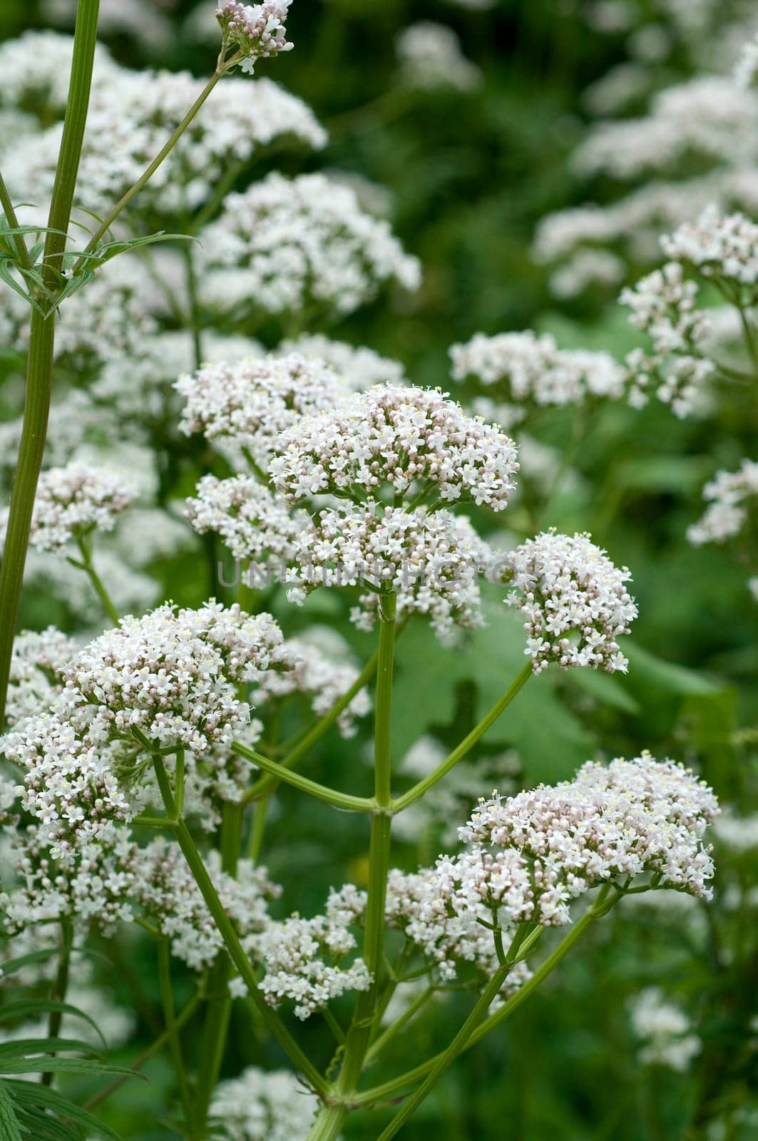Baldrian, Badrianbluete, Valeriana officinalis
