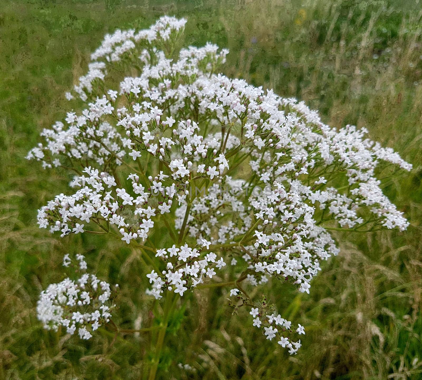 Baldrian, Baldrianbluete, Valeriana, officinalis