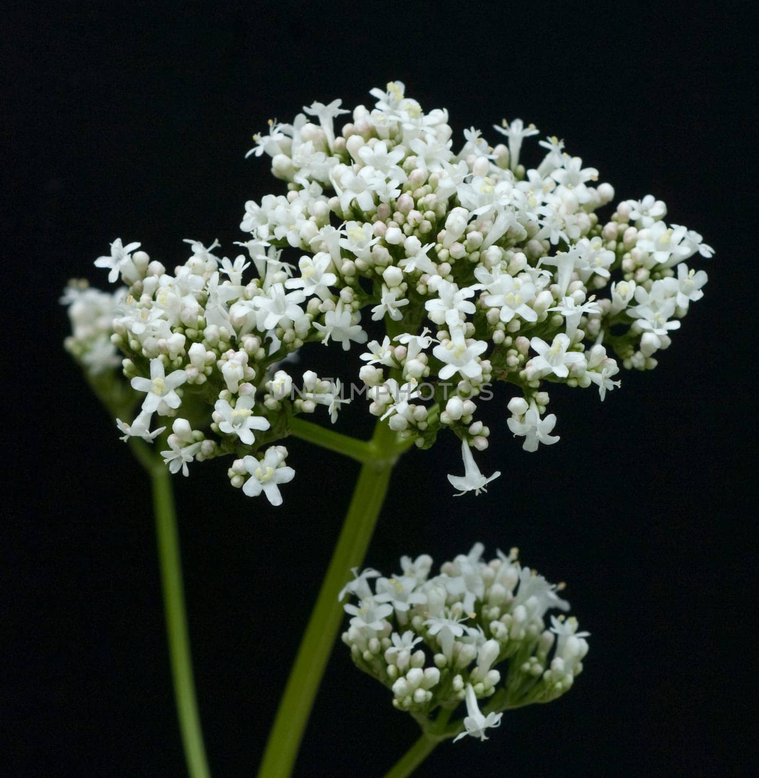 Baldrian, Badrianbluete, Valeriana officinalis