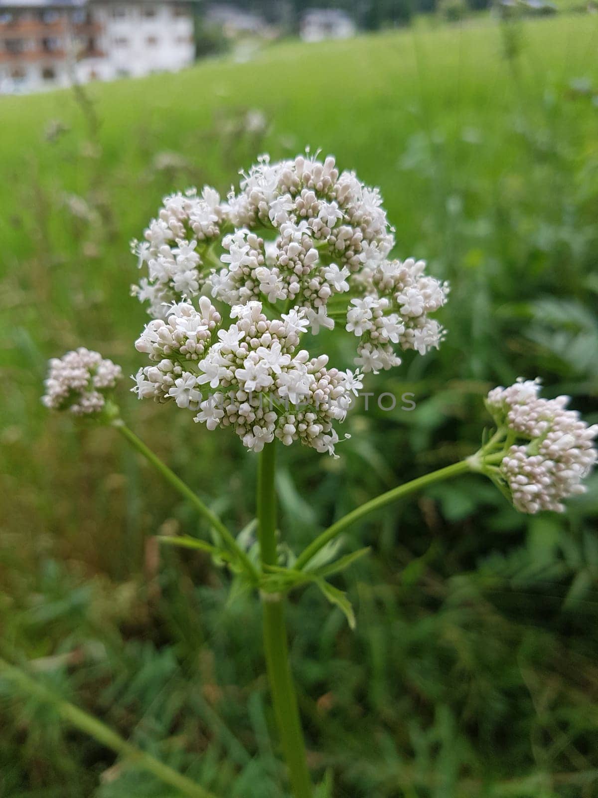 Baldrian  Baldrianbluete  Valeriana  officinalis  Heilpflanze