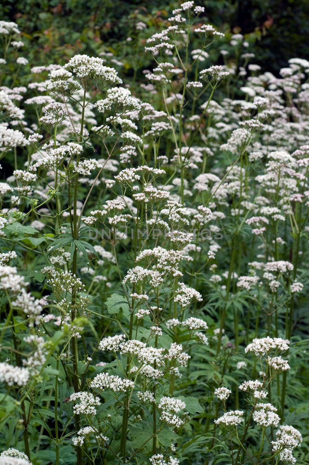 Baldrian, Badrianbluete, Valeriana officinalis