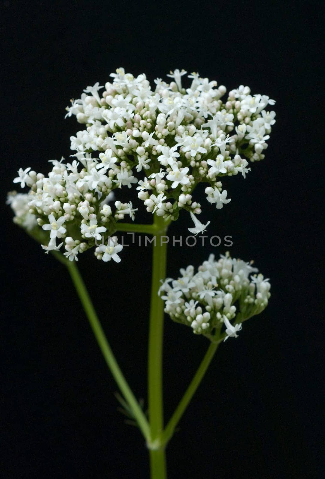 Baldrian, Badrianbluete, Valeriana officinalis