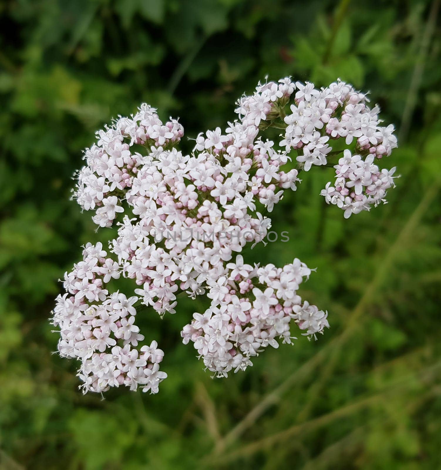 Baldrian  Baldrianbluete  Valeriana  officinalis  Heilpflanze
