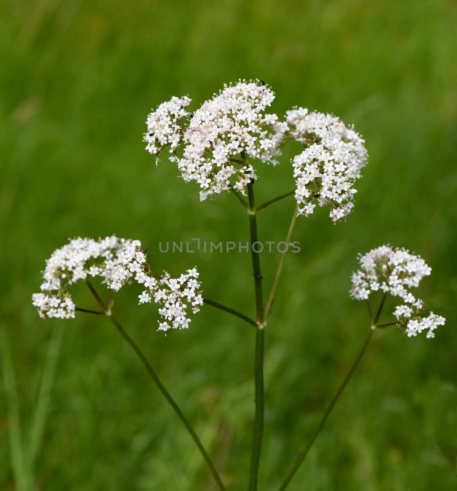 Baldrian, Baldrianbluete, Valeriana, officinalis