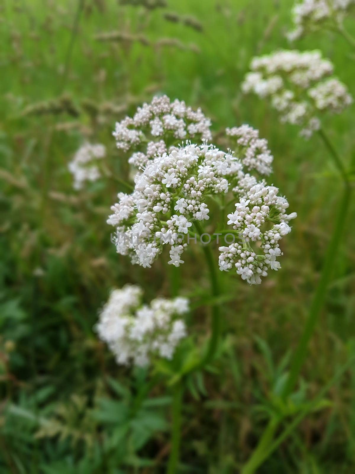Baldrian  Baldrianbluete  Valeriana  officinalis  Heilpflanze
