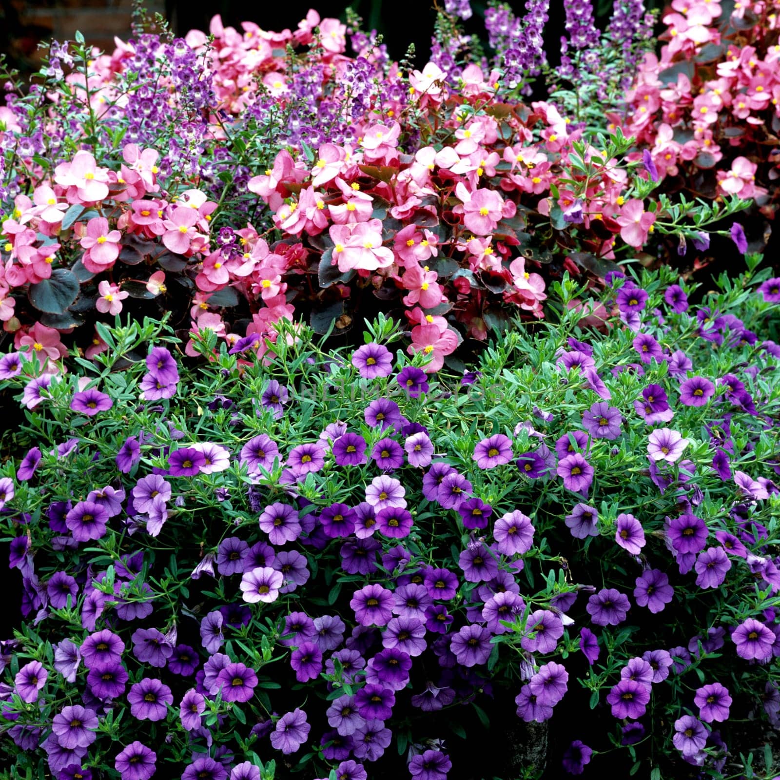 Balkonblumen, bunt