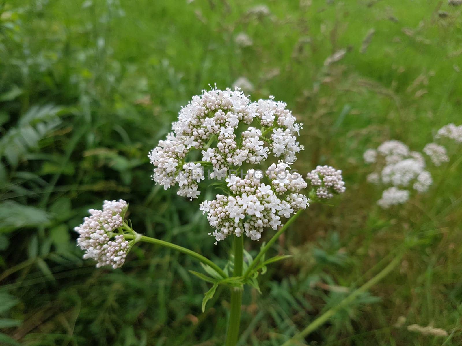 Baldrian  Baldrianbluete  Valeriana  officinalis  Heilpflanze