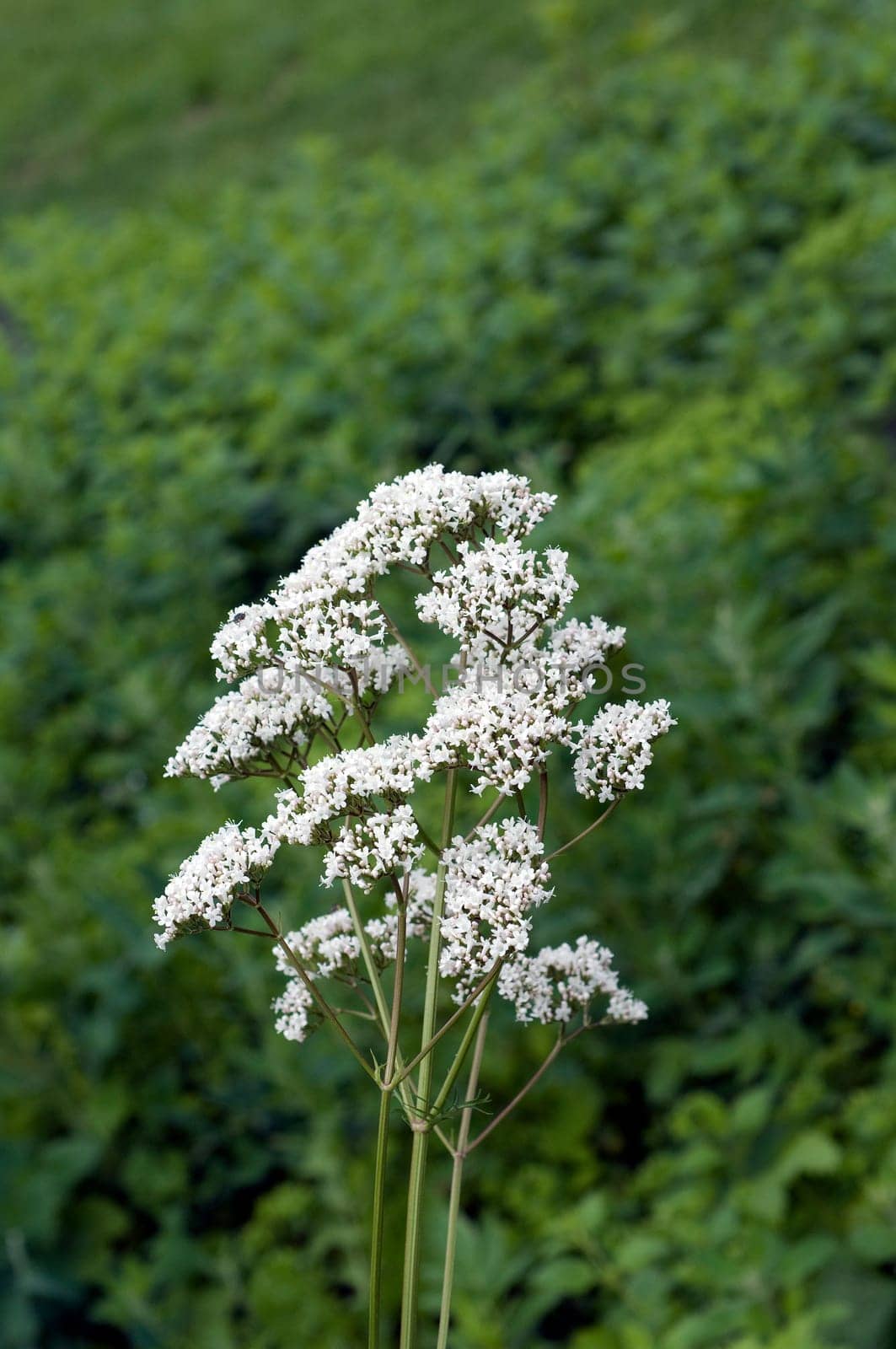 Baldrian, Badrianbluete, Valeriana officinalis