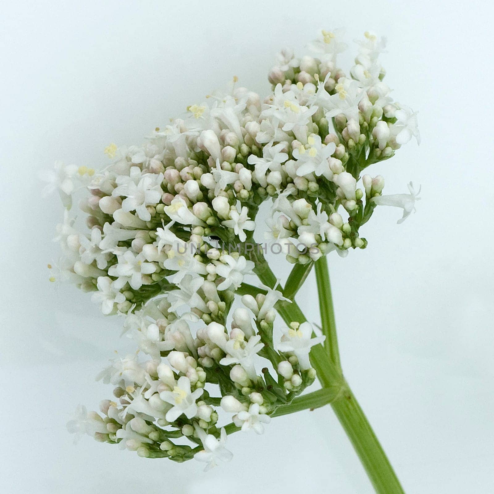 Baldrian, Baldrianbluete, Valeriana, officinalis, Heilpflanze