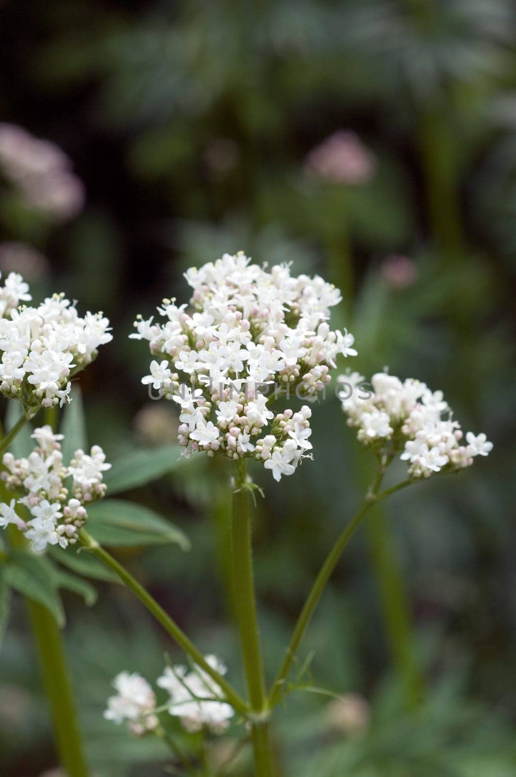 Baldrian  Valeriana officinalis