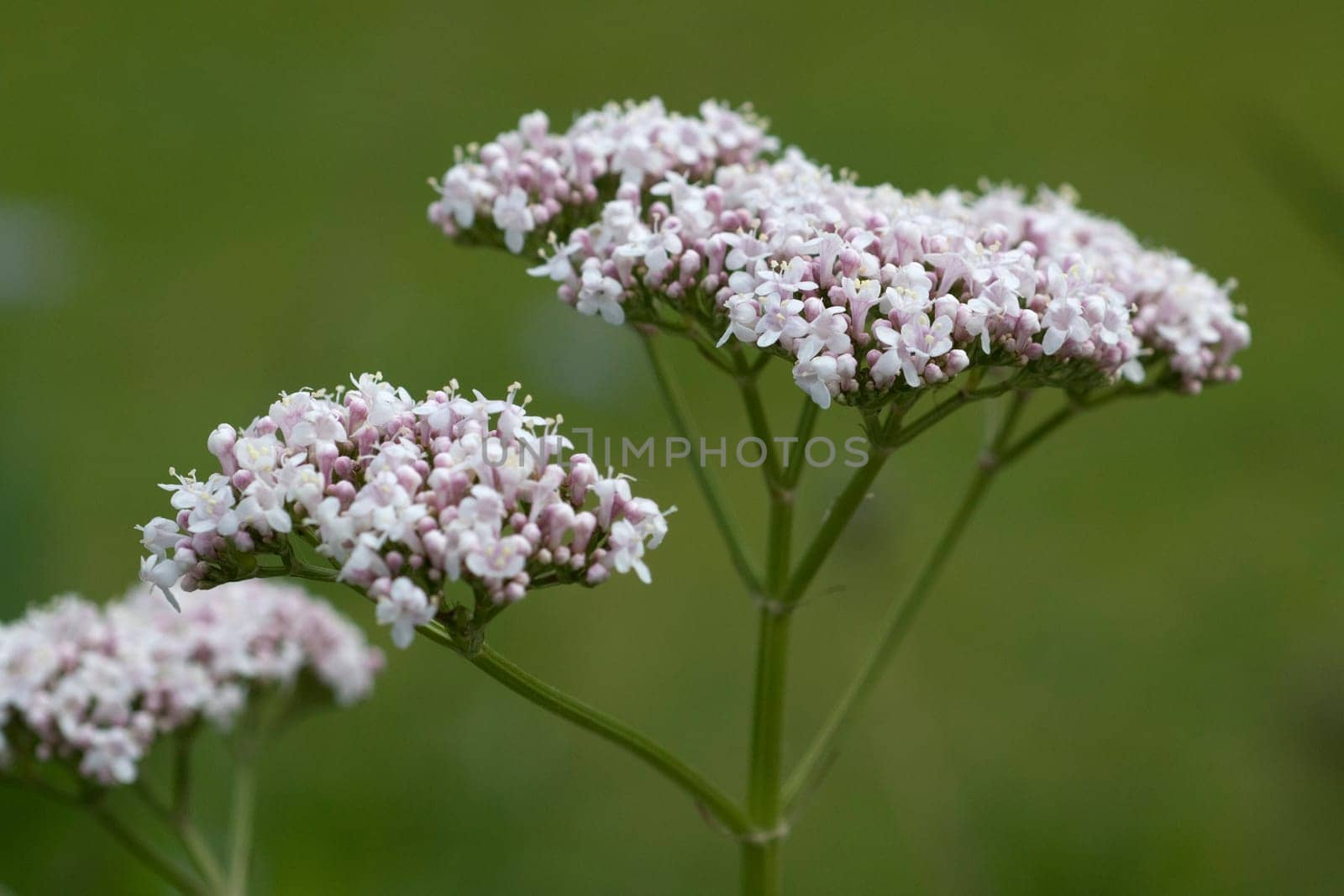Baldrian  Baldrianbluete  Valeriana  officinalis