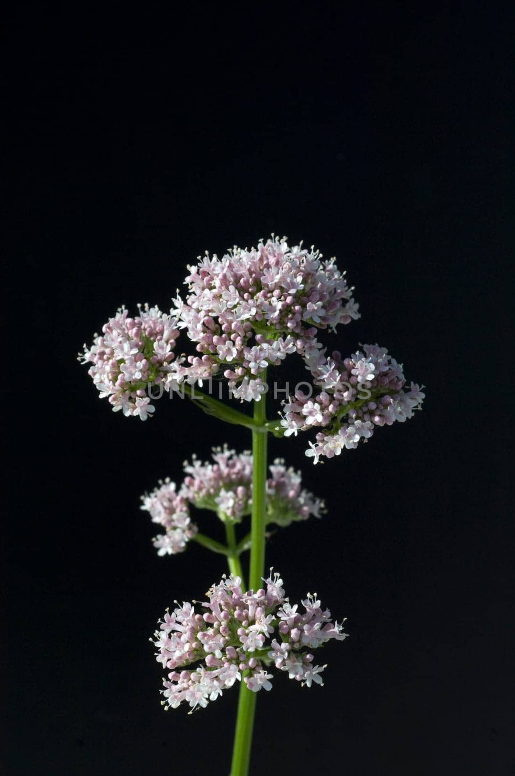Badrianbluete, Valeriana officinalis