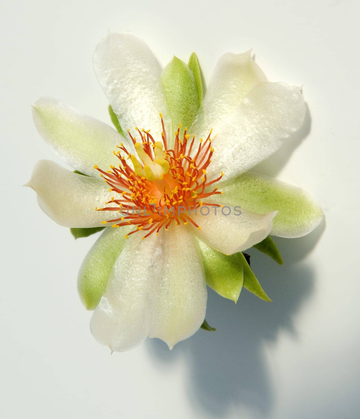 Barbados-Stachelbeere  Pereskia aculeata