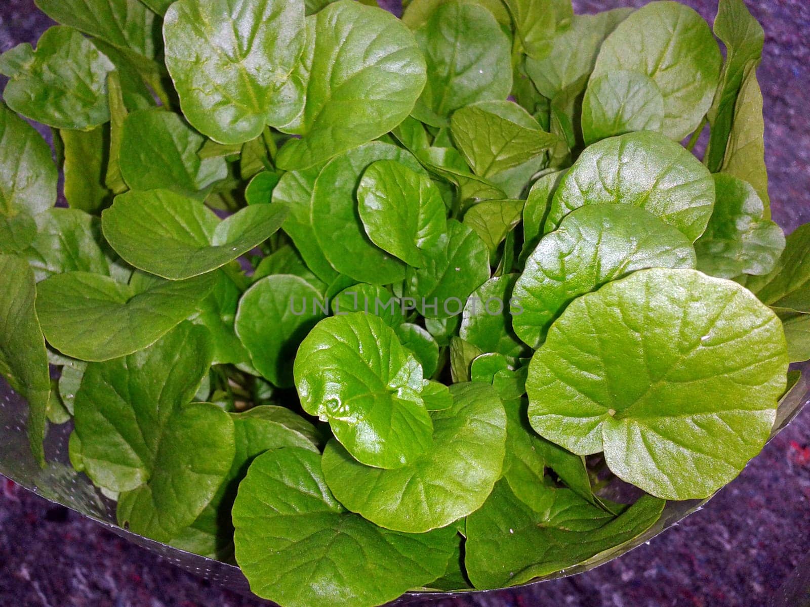 Barbarakraut, Barbarea, vulgaris, Asia-Salat