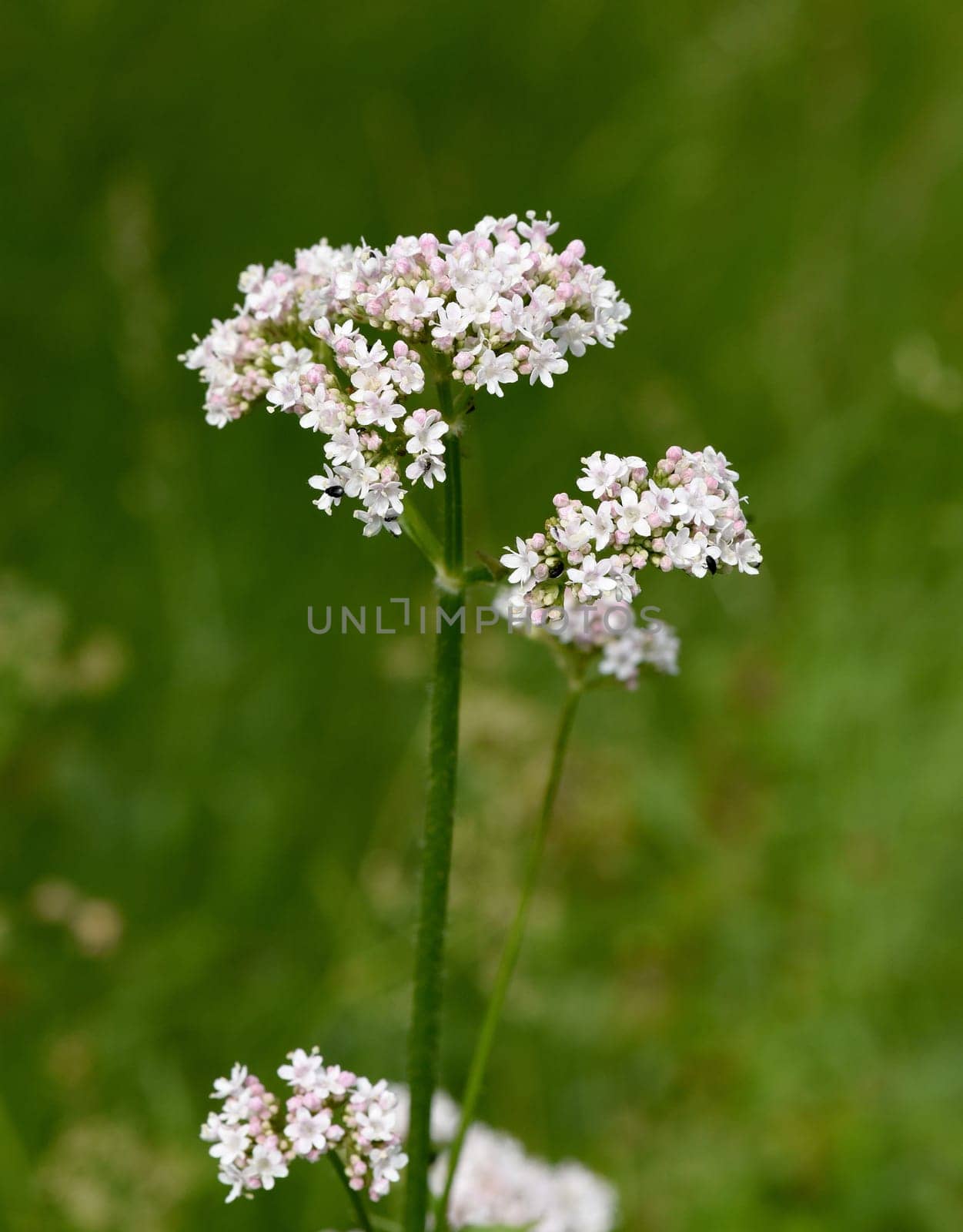 Baldrian, Baldrianbluete, Valeriana, officinalis