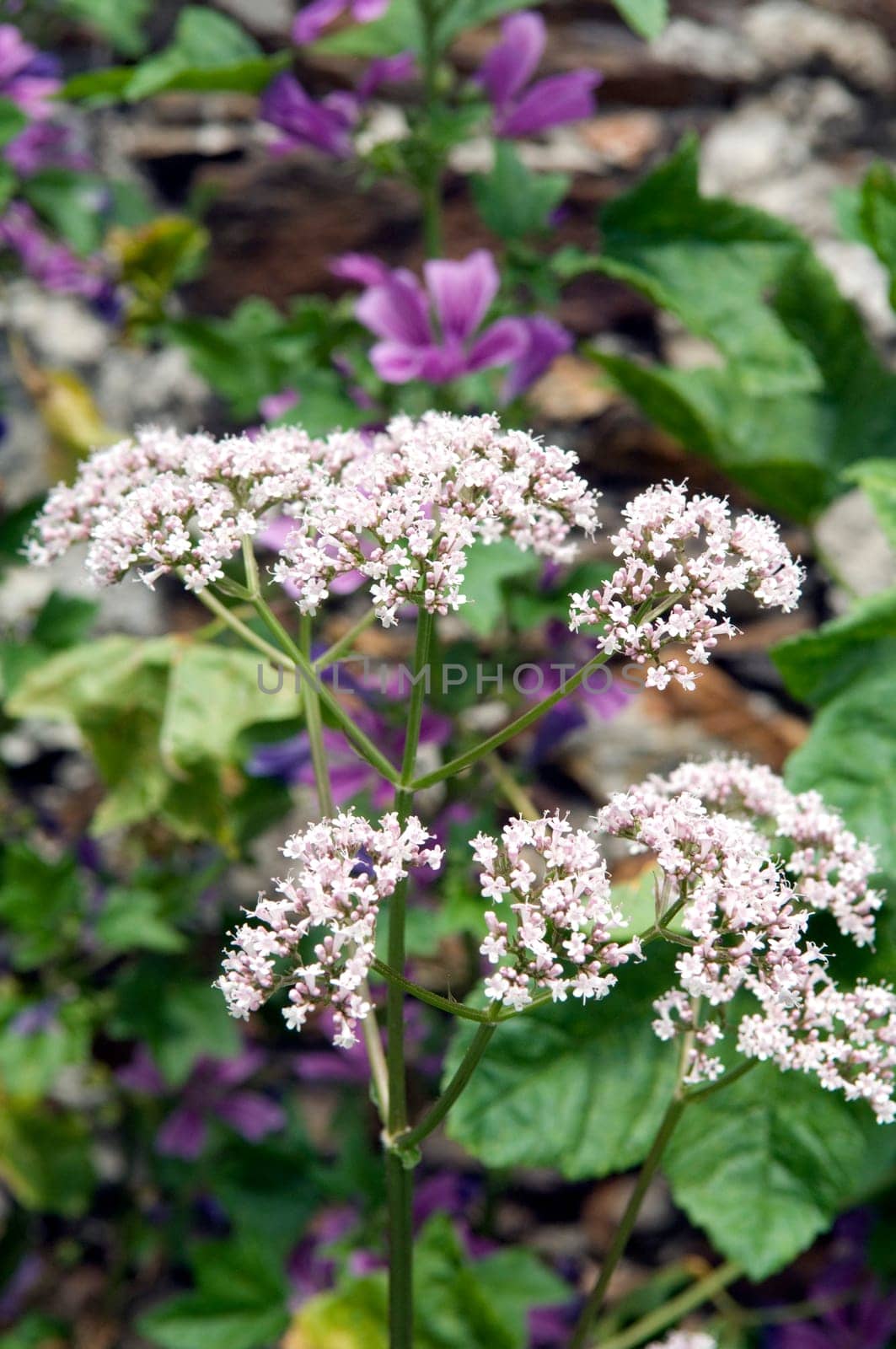 Baldrian  Valeriana officinalis
