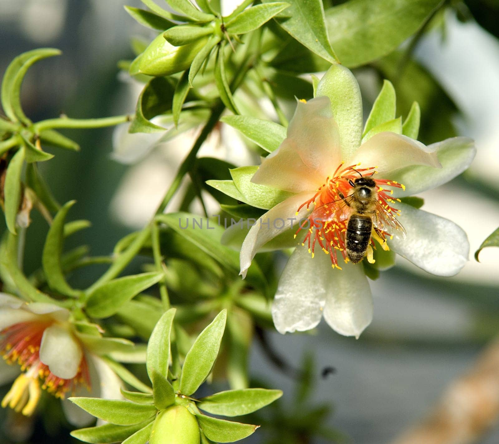 Barbados-Stachelbeere  Pereskia aculeata