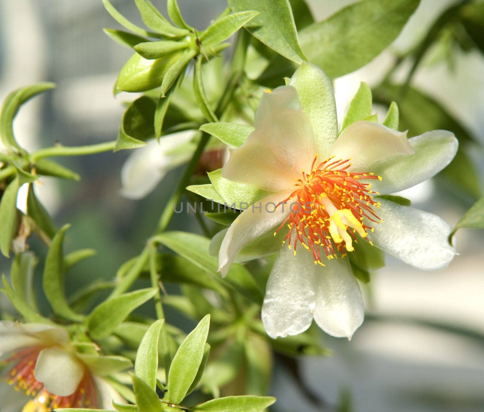 Barbados-Stachelbeere  Pereskia aculeata