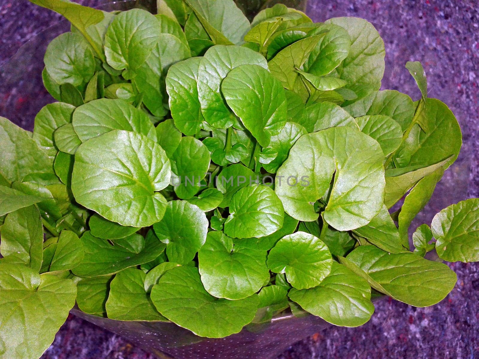 Barbarakraut, Barbarea, vulgaris, Asia-Salat