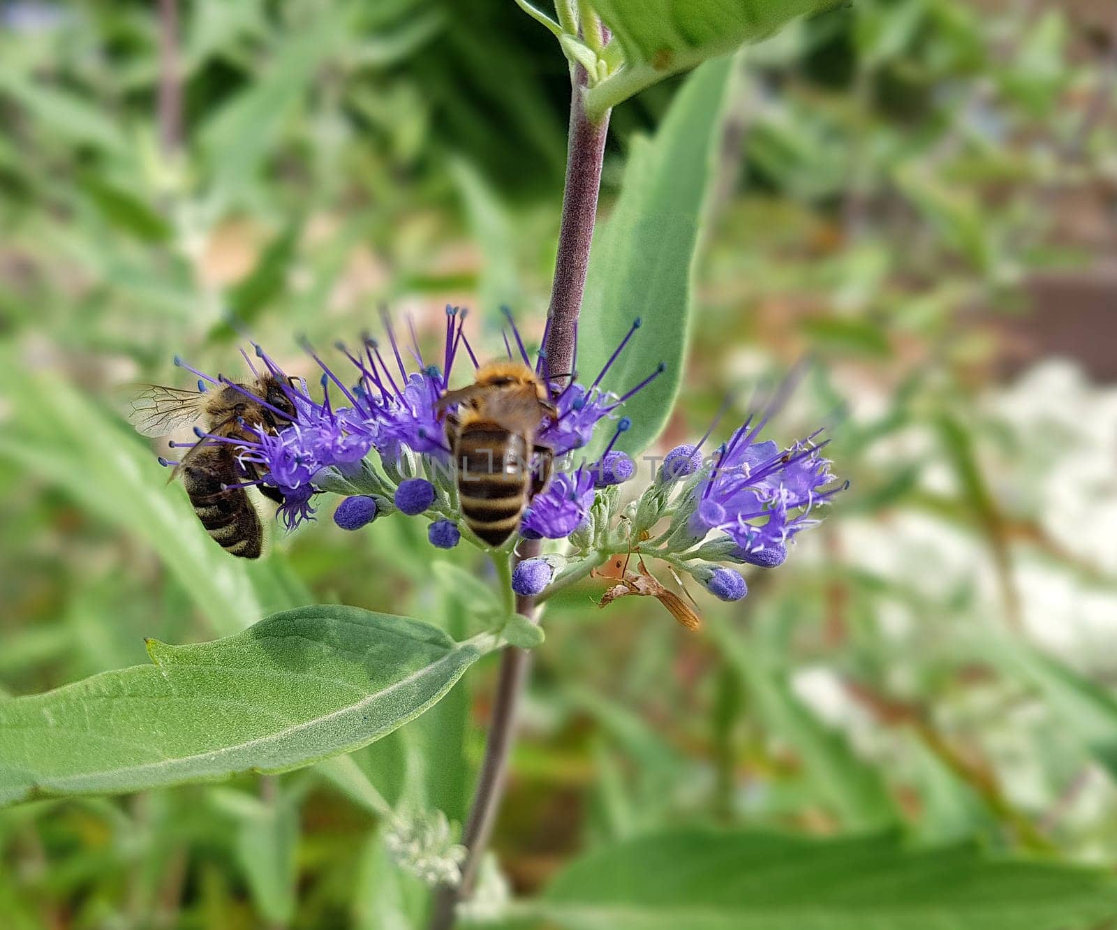 Bartblume, Caryopteris x clandonensis
