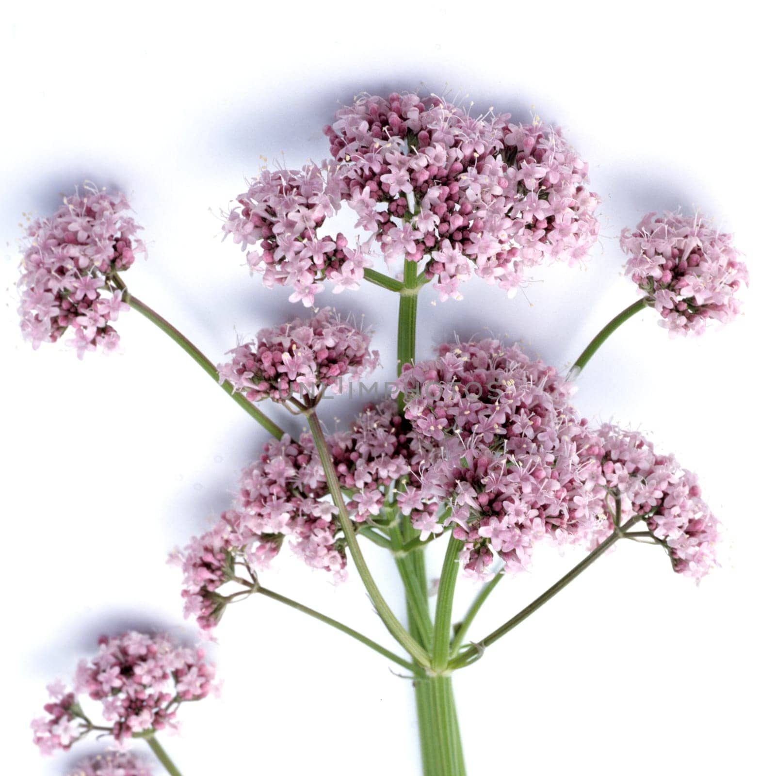 Baldrian, Valeriana officinalis, Heilpflanze, Heilpflanzen, key, keying, Freisteller, Studio, bluebox, chromakey, Blüte, Blüten, Nutzpflanze,  Nutzpflanzen..