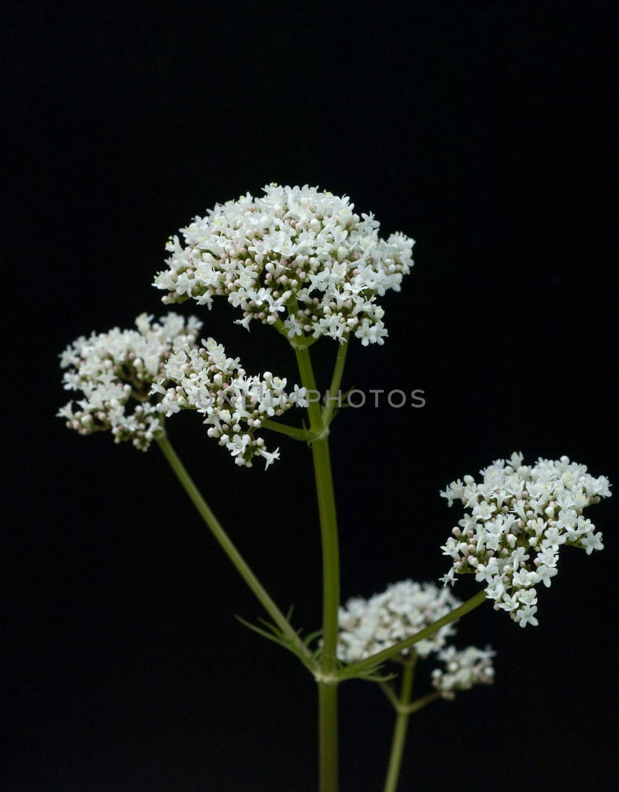 Baldrian  Badrianbluete  Valeriana officinalis
