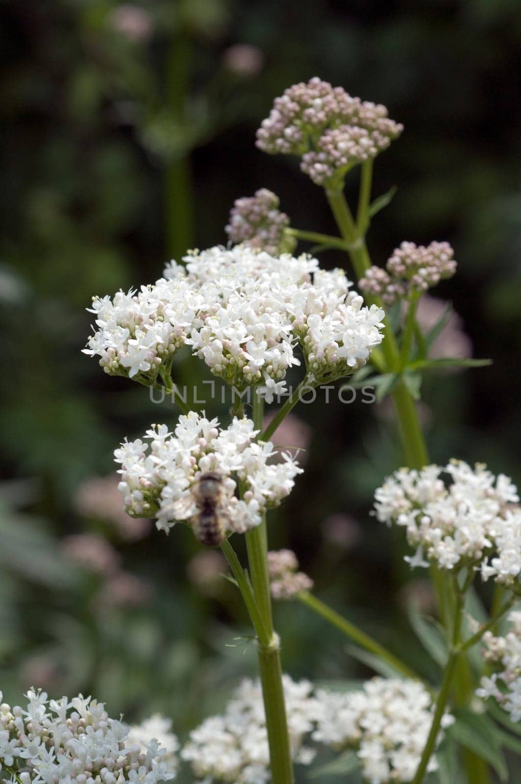 Baldrian  Valeriana officinalis