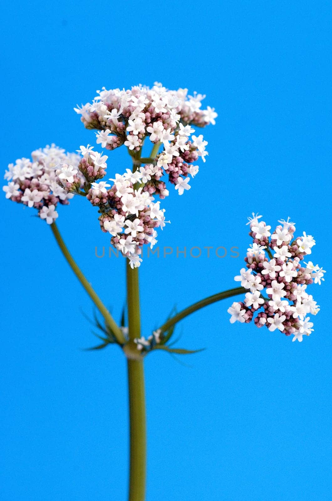 Baldrian  Valeriana officinalis