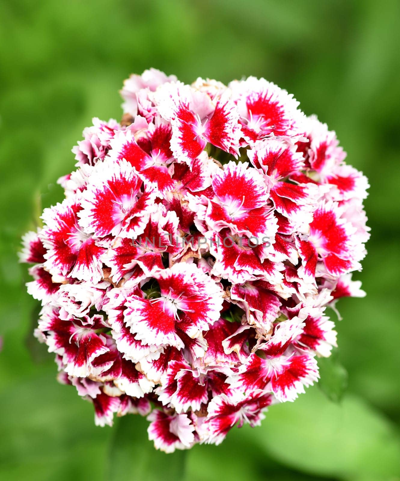 Bartnelke, Dianthus barbatus