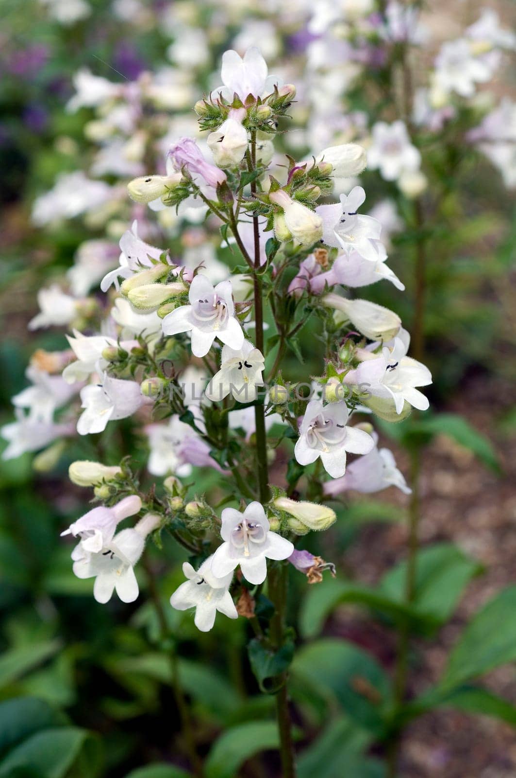 Bartfaden  Penstemon digitalis