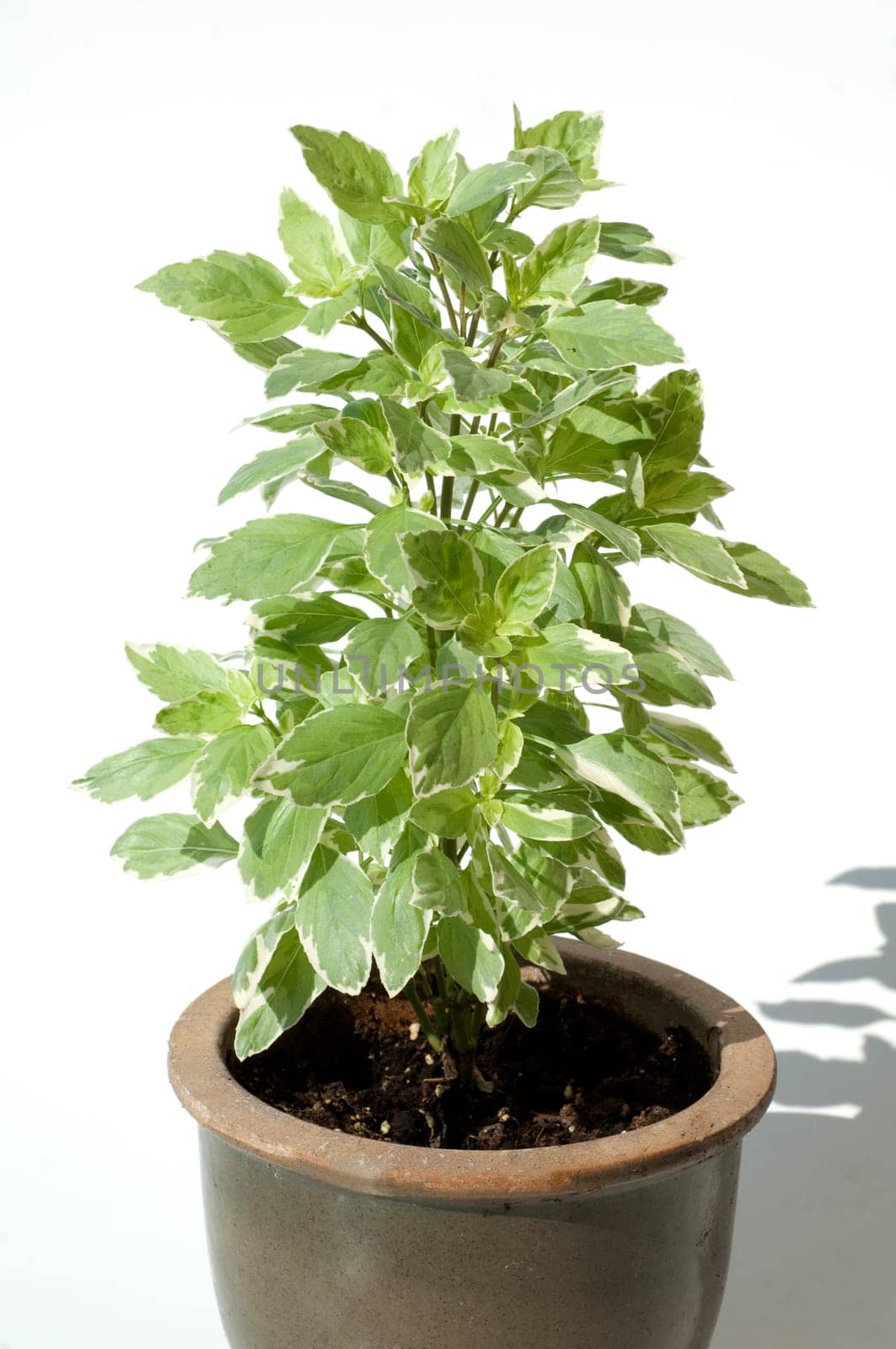 Basilikum, Ocimum, basilicum