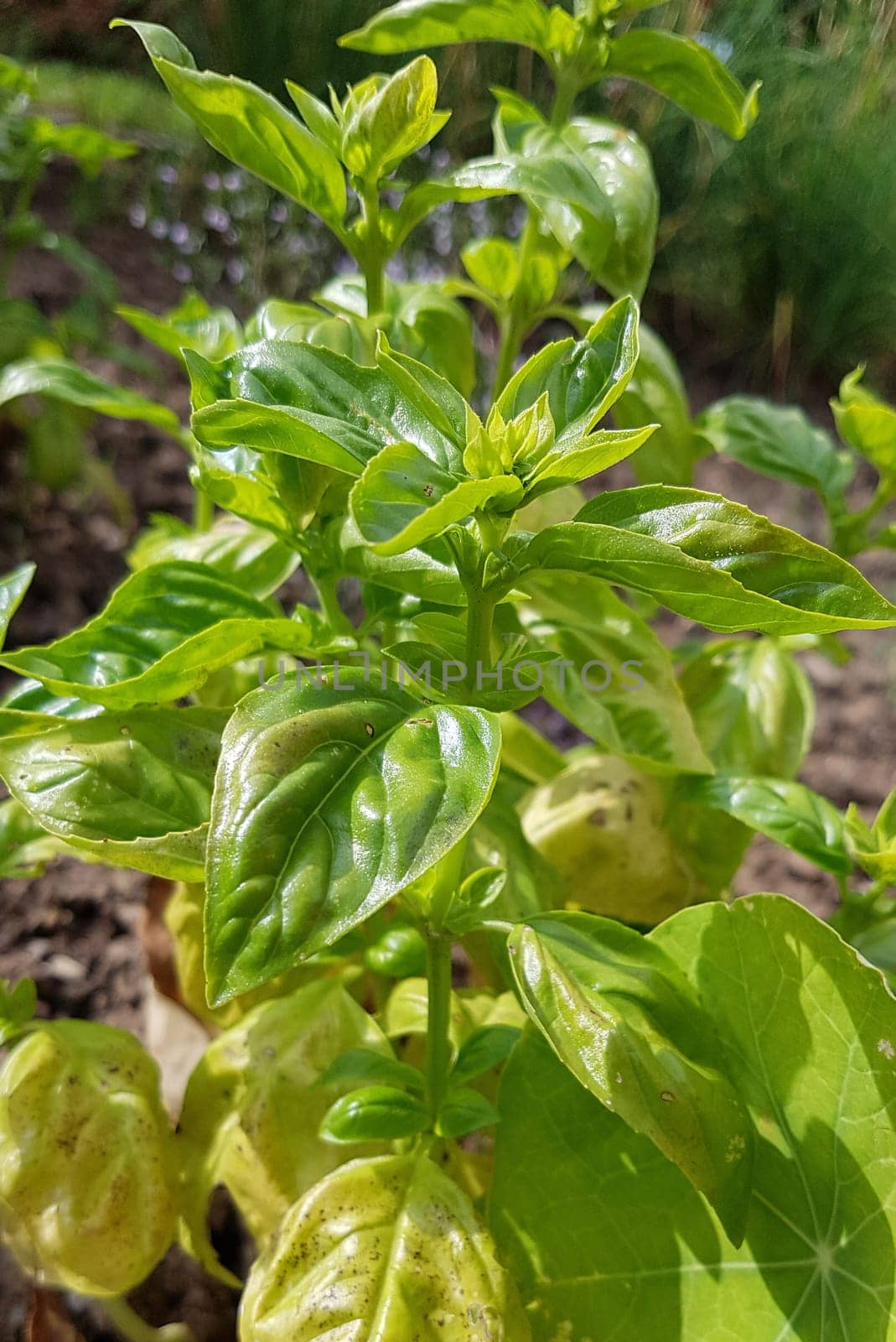 Basilikum  Ocimum  basilicum  Heilpflanze