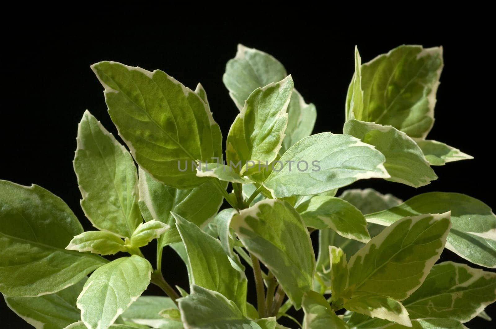 Basilikum, Ocimum, basilicum