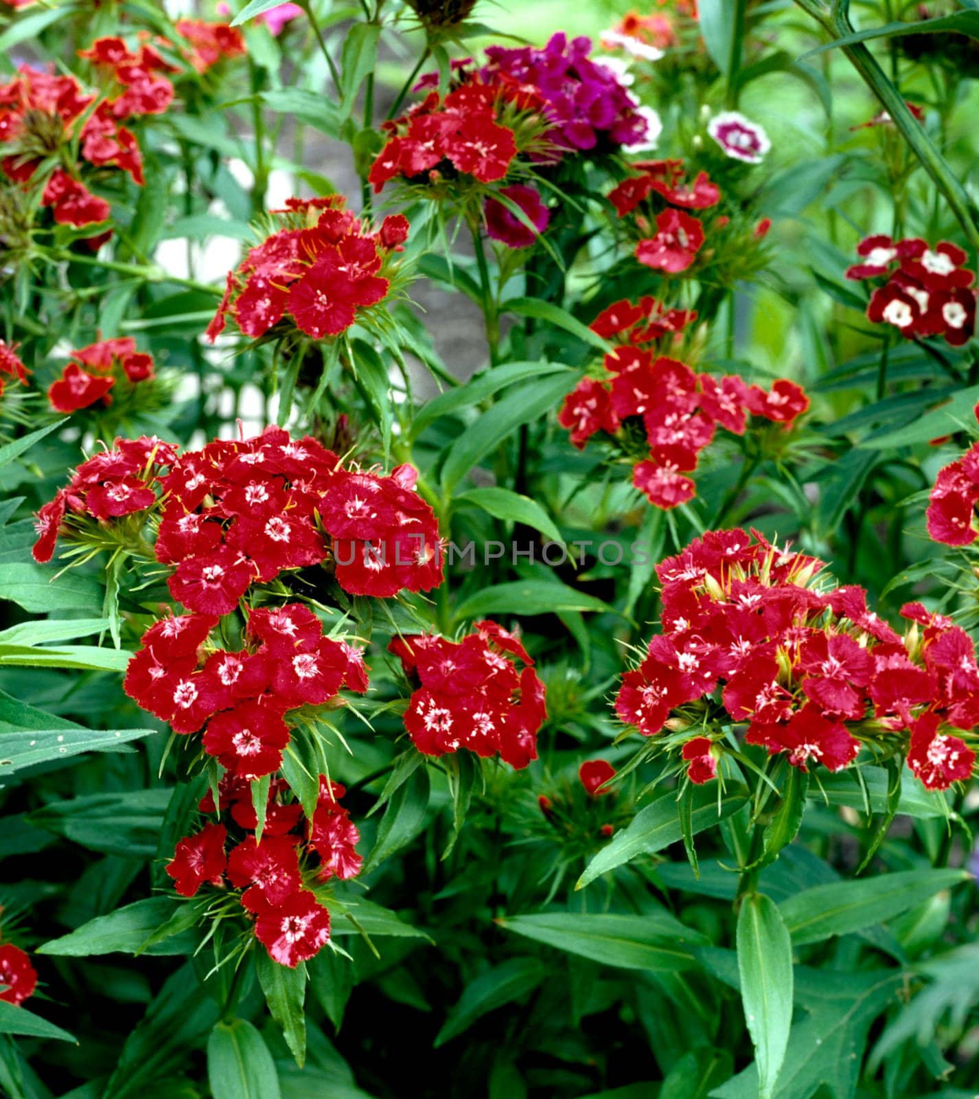 Bartnelke, Dianthus barbatus