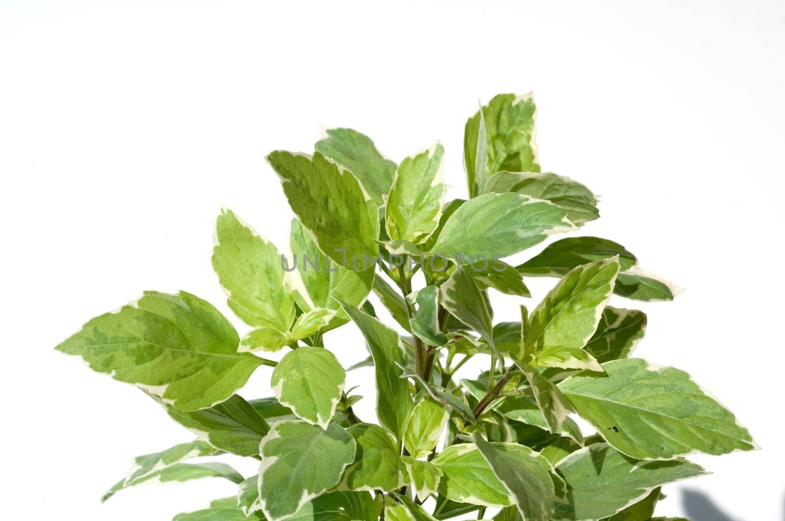 Basilikum, Ocimum, basilicum