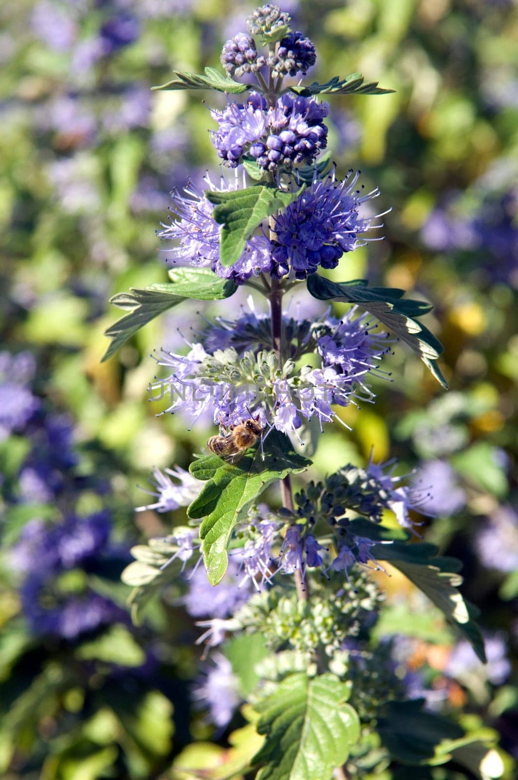 Bartblume, Caryopteris x clandonensis