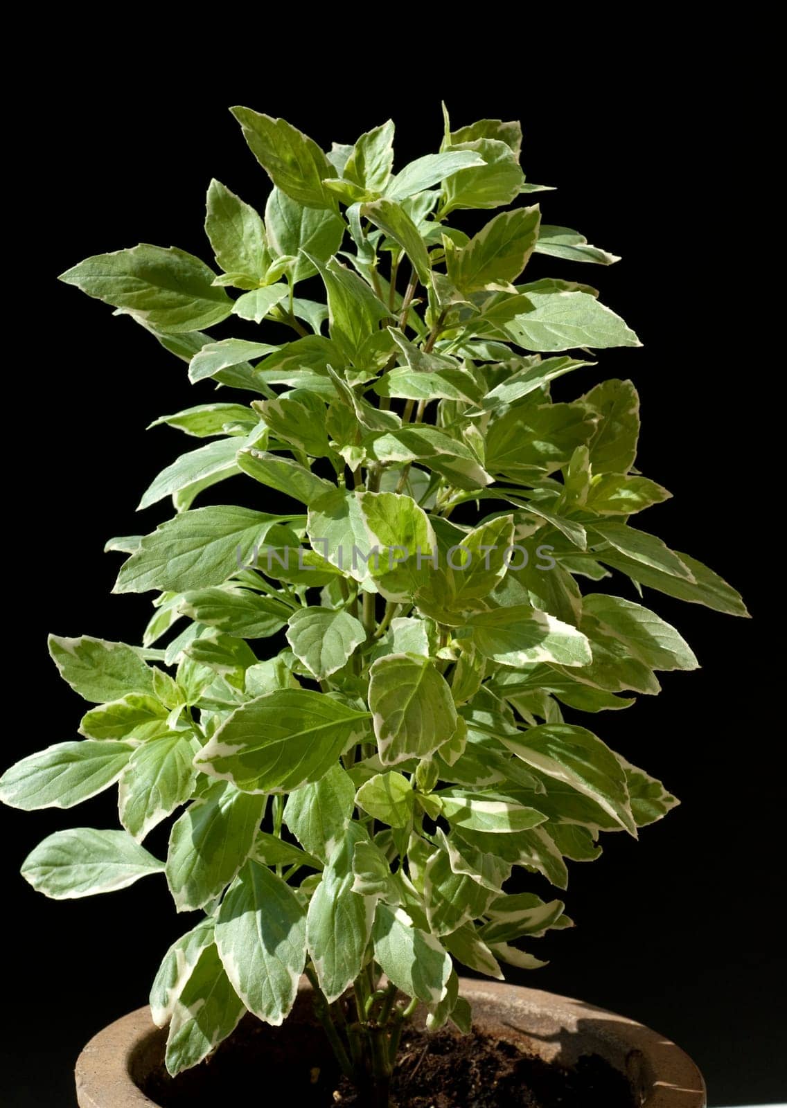 Basilikum, Ocimum, basilicum