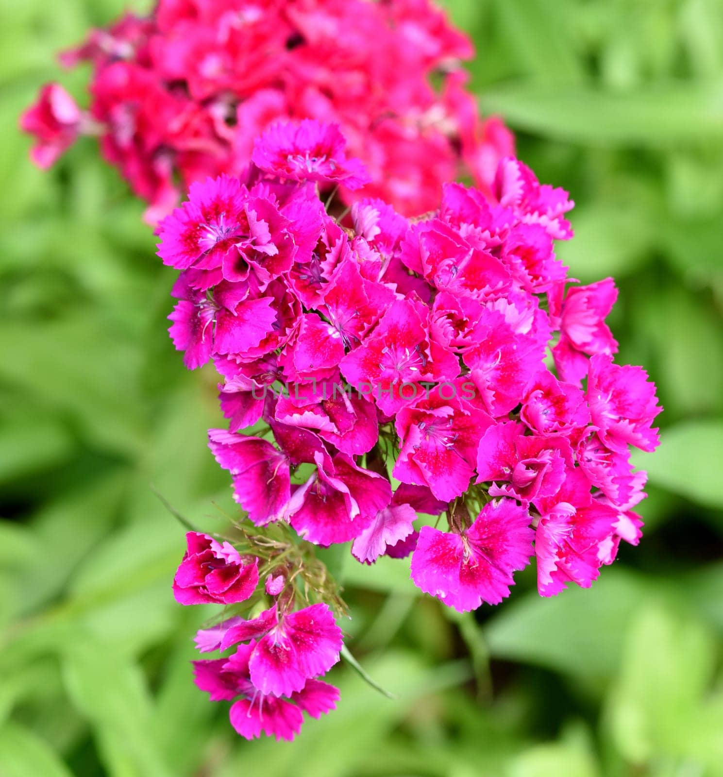 Bartnelke, Dianthus barbatus